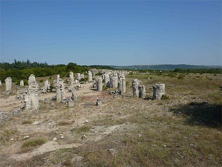 Kamani Kamani