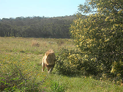Lion de Plettenberg Bay