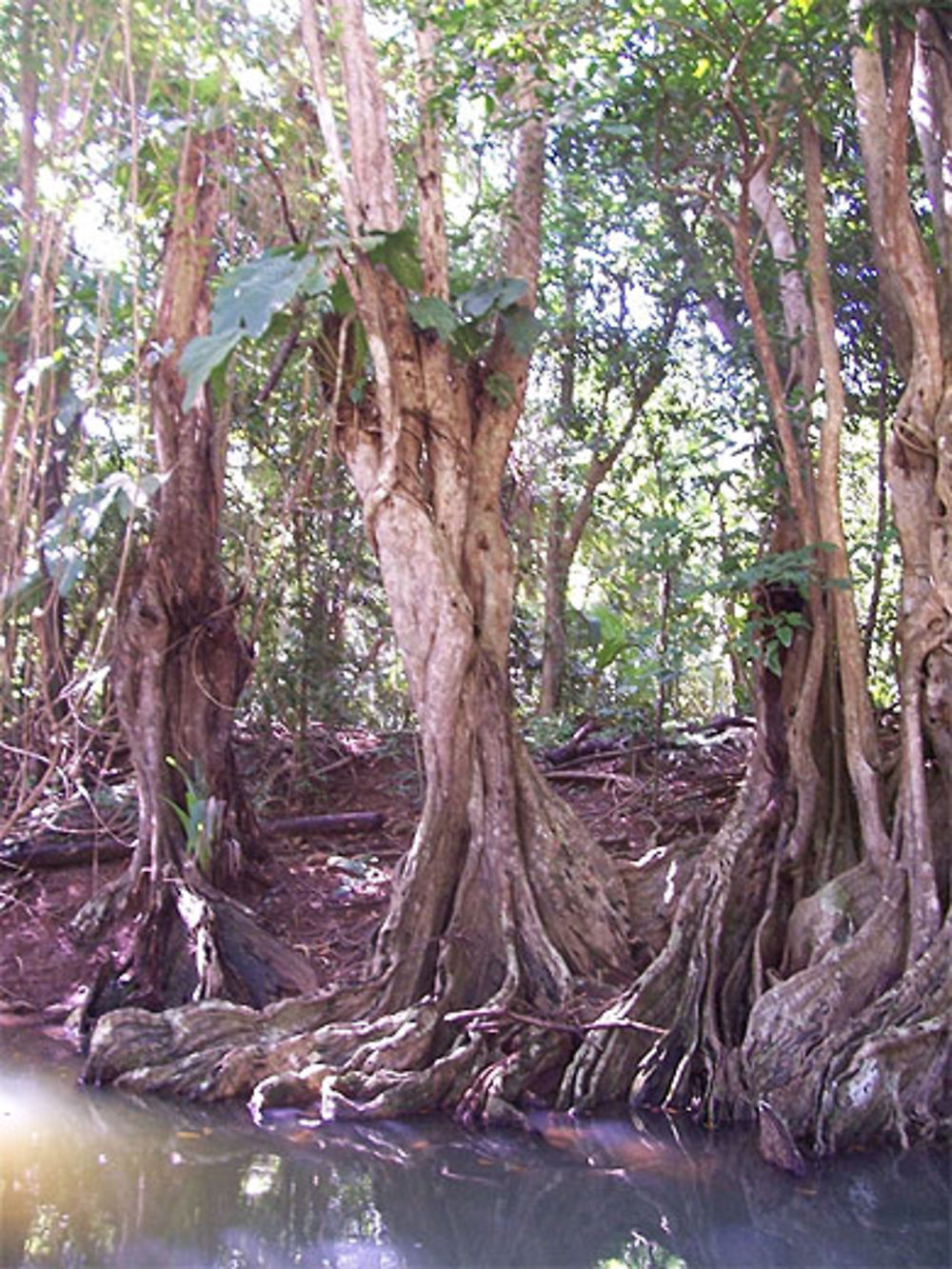 Palétuviers sur indian river