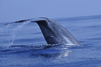 Migration des baleines