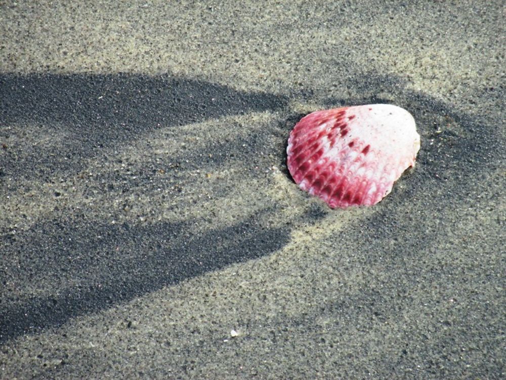 Coquillage à Playa Blanca