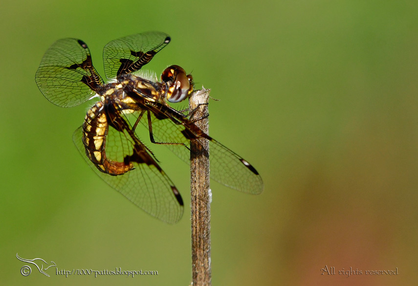 Odonata - Palpopleura vestita femelle Odonata - Palpopleura vestita femelle