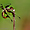 Odonata - Palpopleura vestita femelle