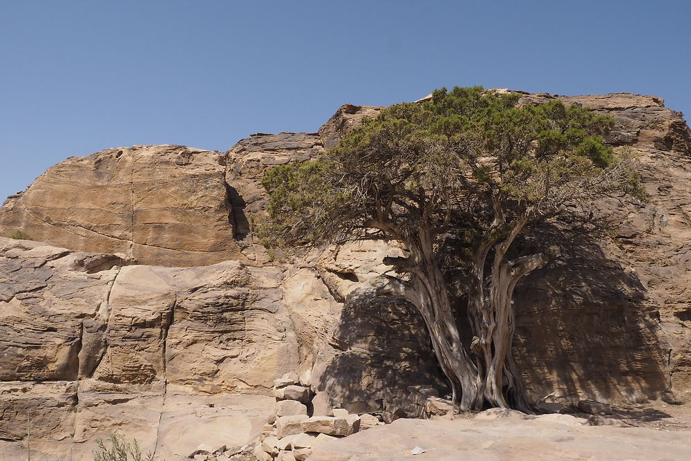 L'arbre