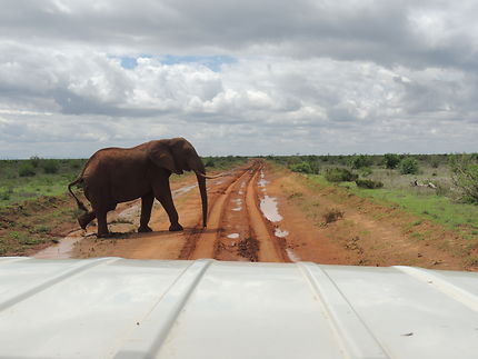 Safari au Parc de Tsavo
