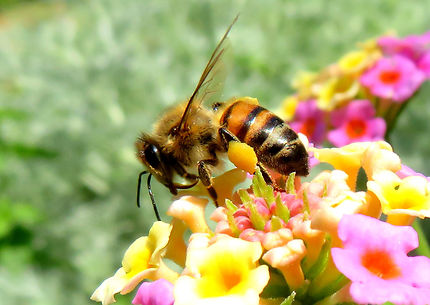 L'abeille crétoise