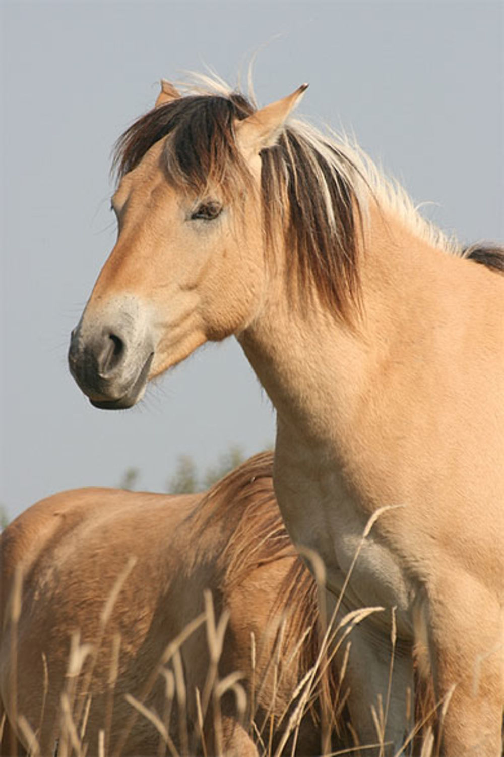 Le cheval henson