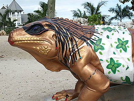 L'iguane chouchou