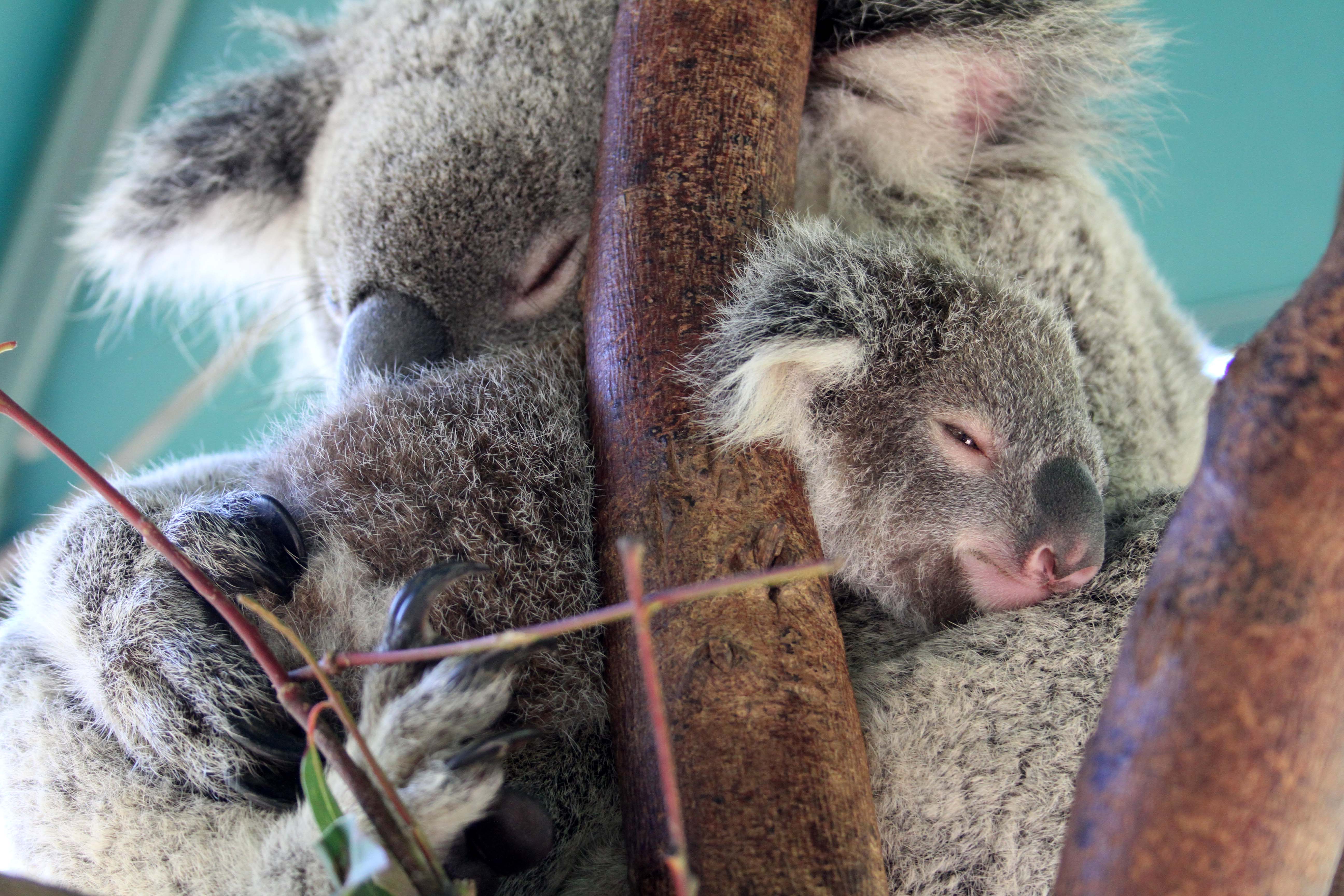 Joey Joey