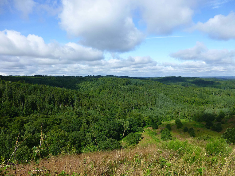 Forêt danoise