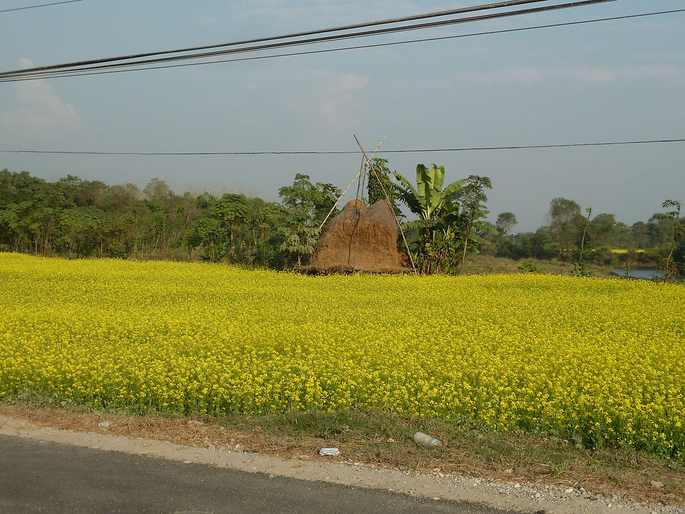 Un champ de moutarde