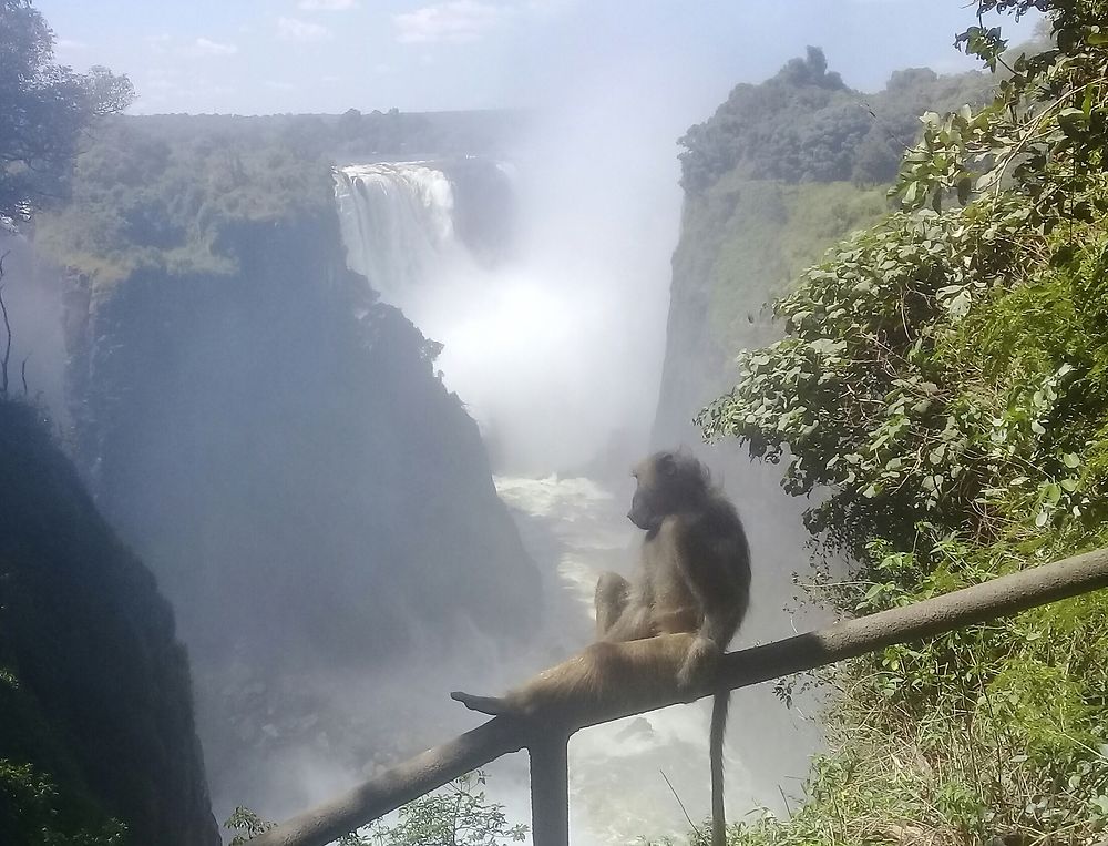 Singe contemplant les chutes Victoria