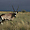 Oryx sous un ciel d'orage