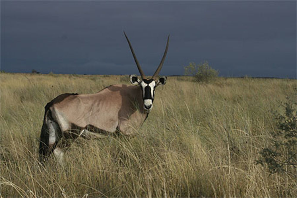 Oryx sous un ciel d'orage