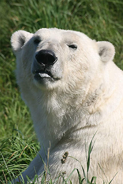Un beau portrait d'ours polaire