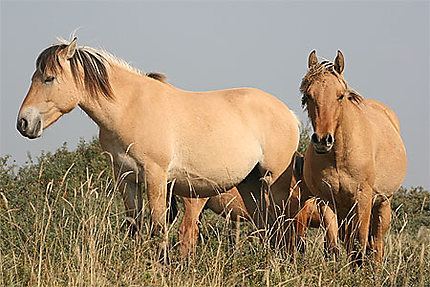 Les chevaux henson-Parc ornithologique du Marquenterre