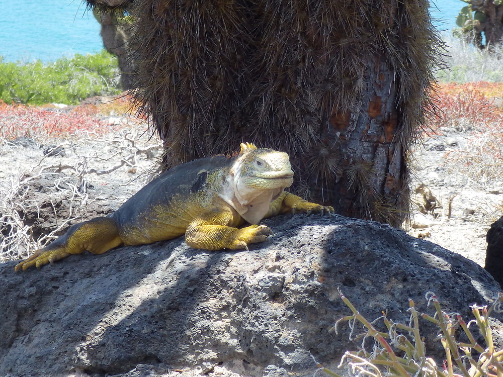 Iguane terrestre