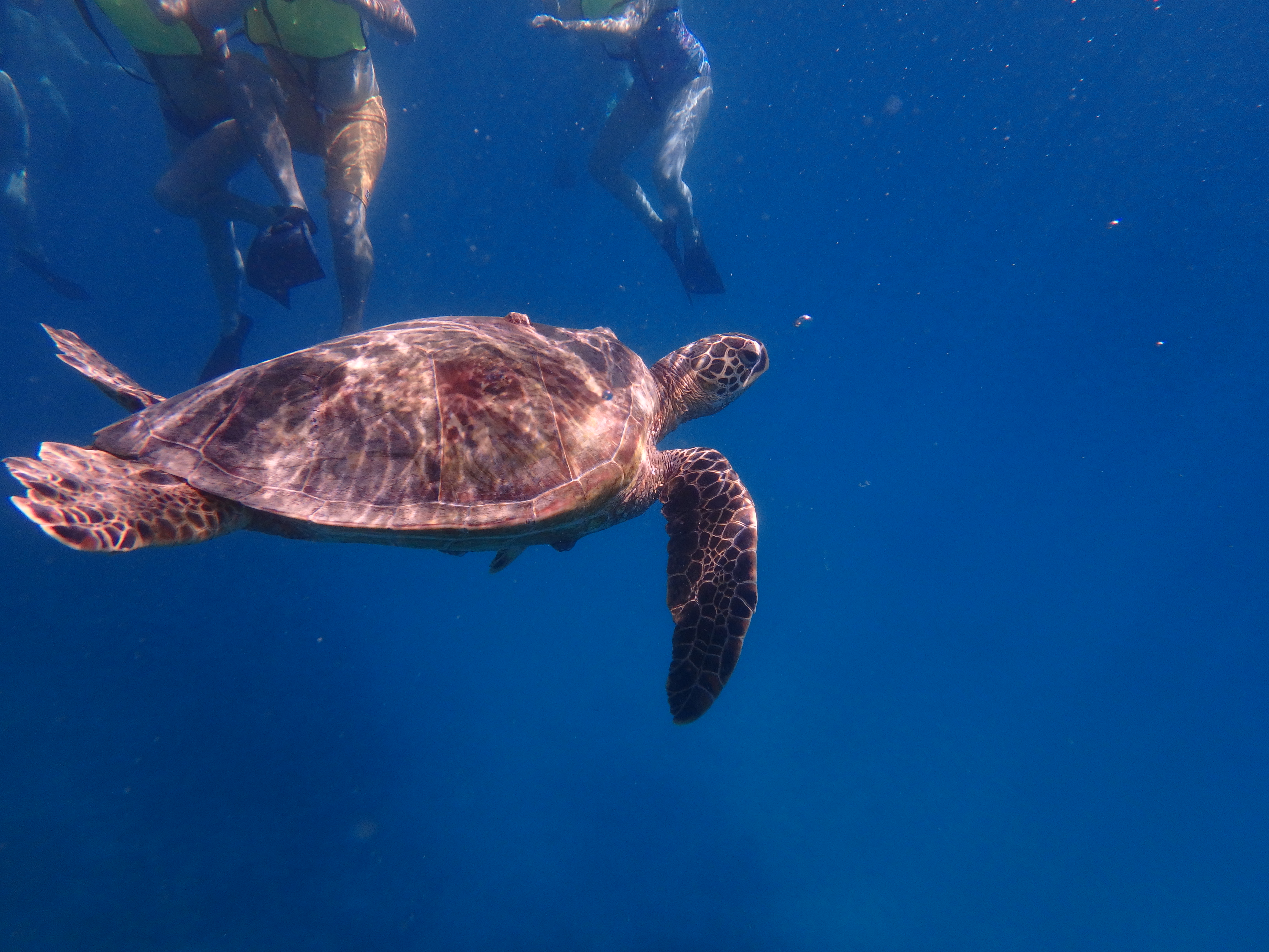 Tortue Tortue