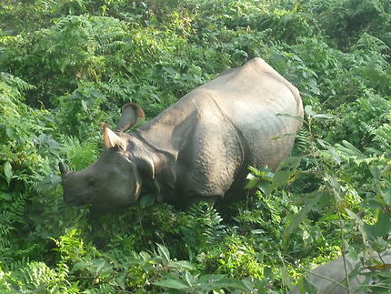 Rhinocéros à une corne