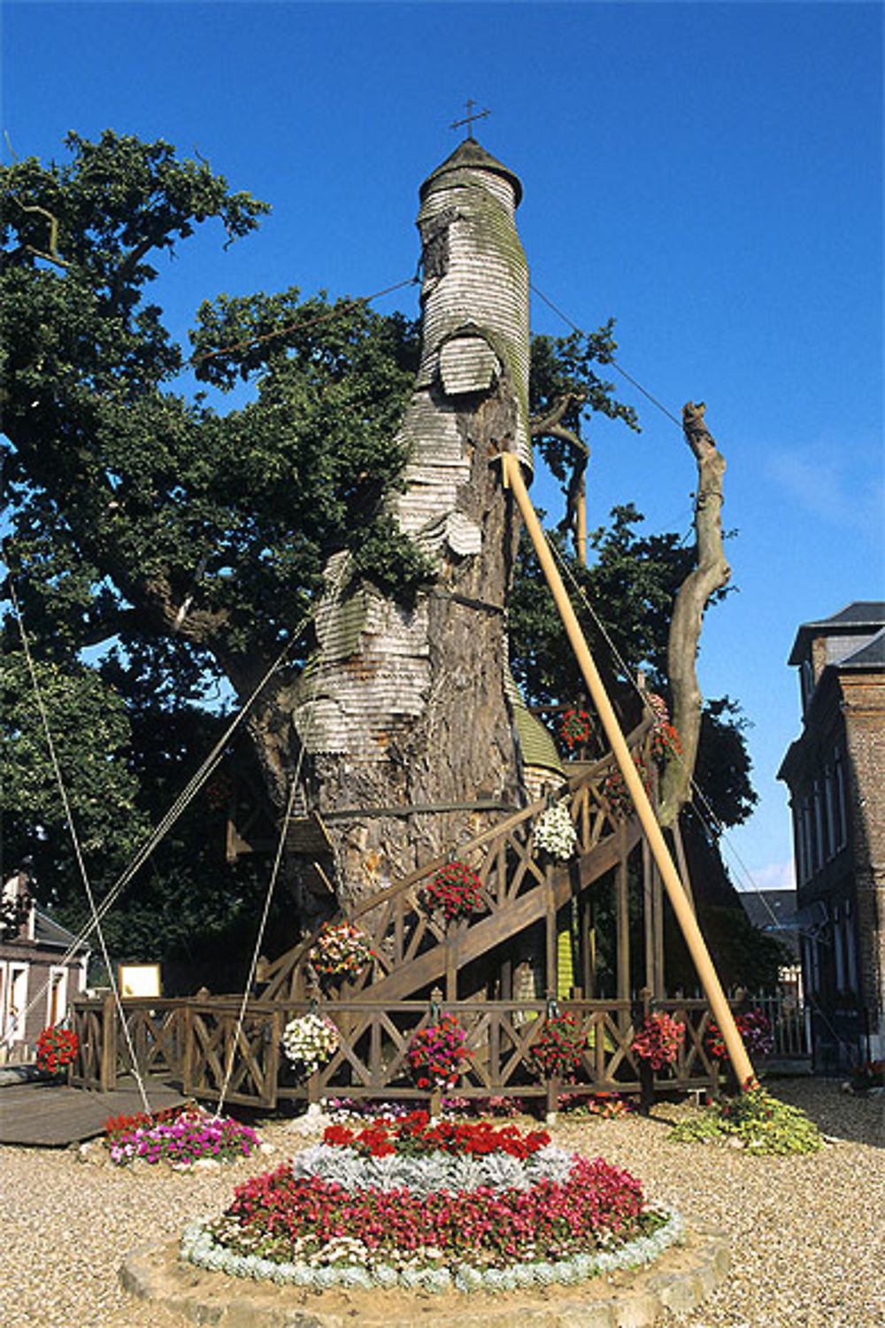 Chêne millénaire, Allouville-Bellefosse