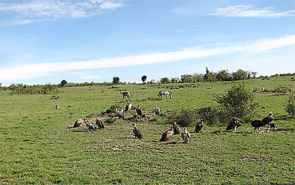 Masaï Mara