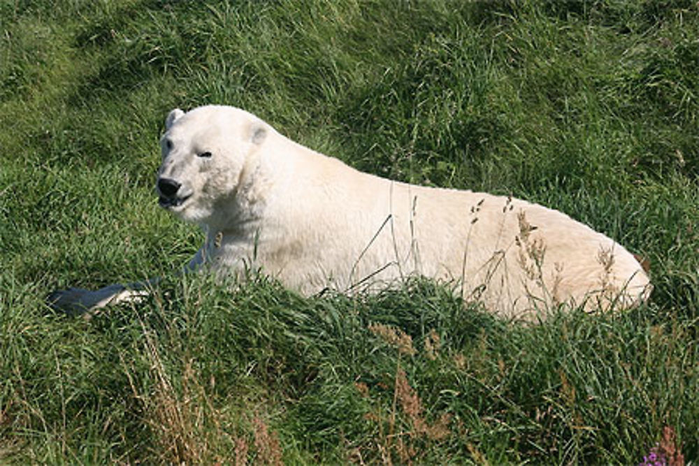 L'ours blanc