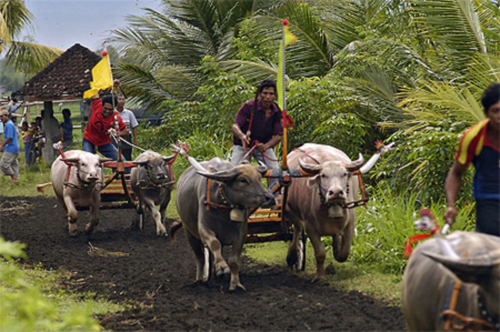 Course de bufles à Négara