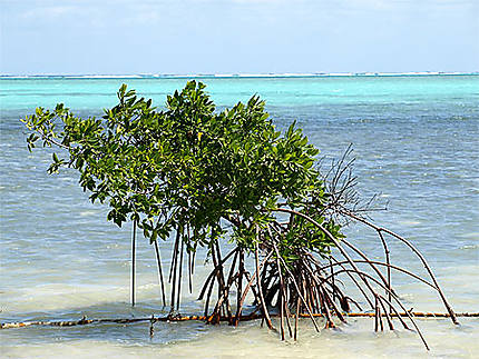 Entre mangrove et mer