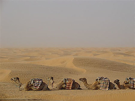 Pause en plein désert