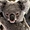 Jeune koala