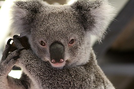 Jeune koala