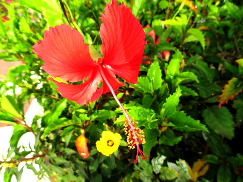 Hibiscus Hibiscus