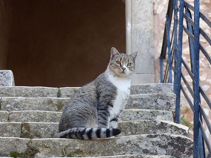 Le chat en majesté 