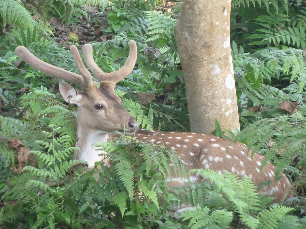 Bambi se détend !