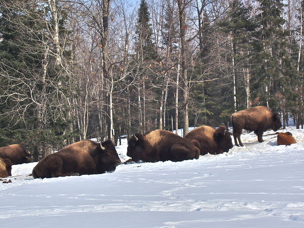 Bisons dans la neige dans le parc Omega