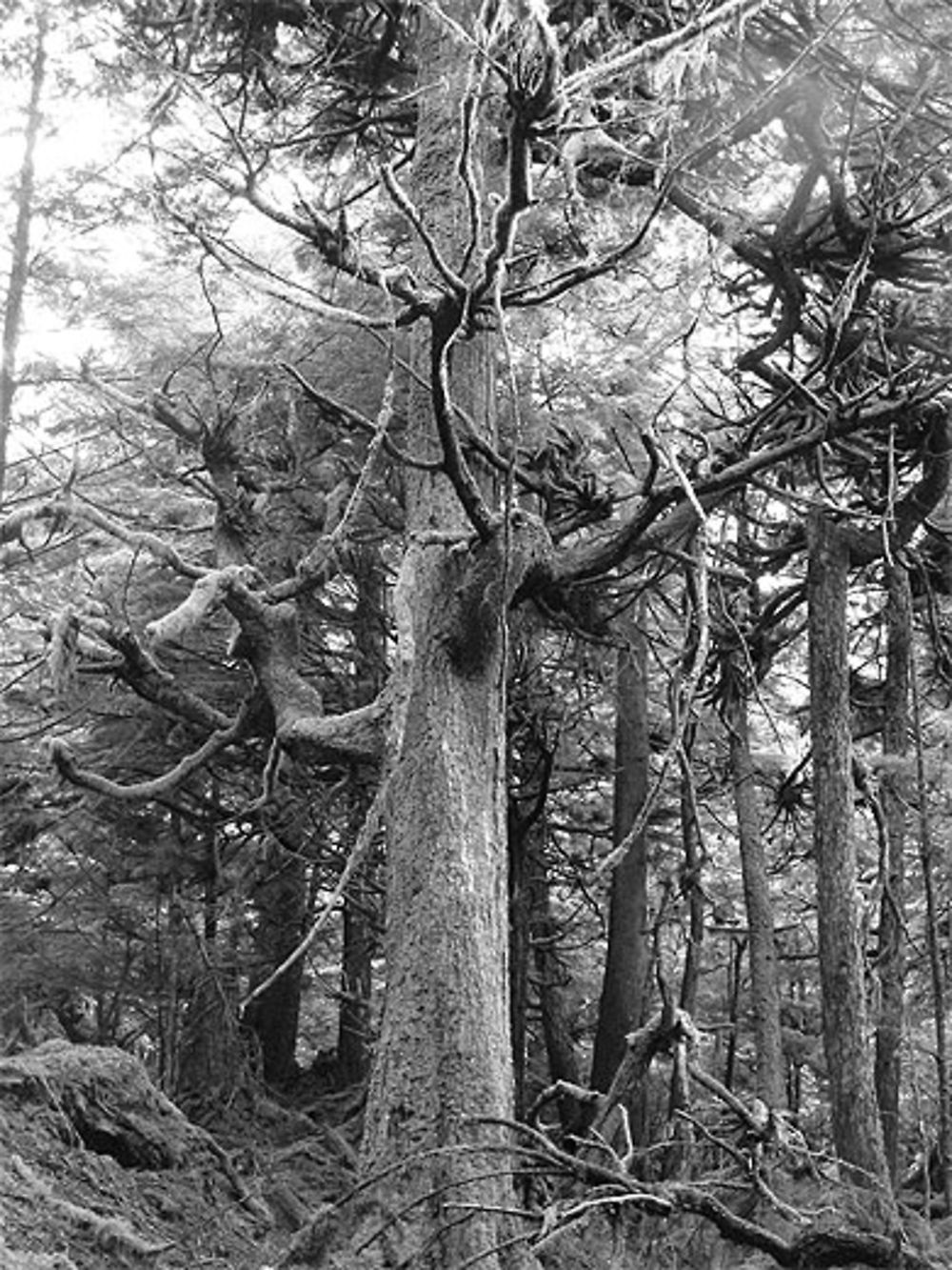 Forêt enchantée