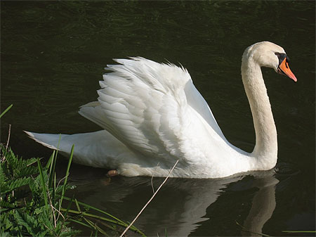 Cygne Cygne