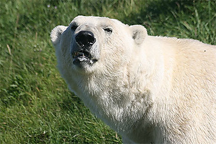 L'ours polaire (Skandinavisk Dyrepark)