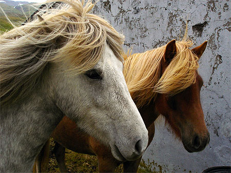 Chevaux de Mjoifjordur Chevaux de Mjoifjordur