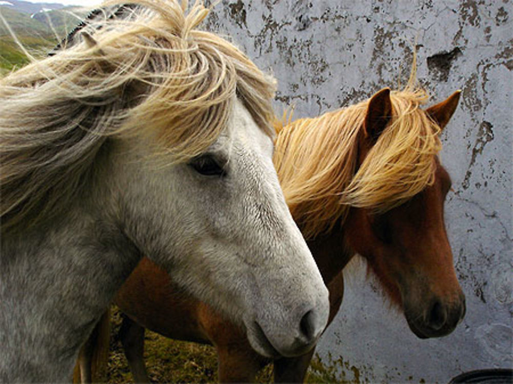 Chevaux de Mjoifjordur