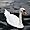 Les oiseaux du lac Léman au port d'Ouchy