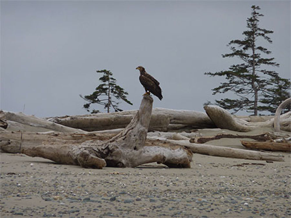 Bald eagle (Pygargue à tête blanche) juvénile