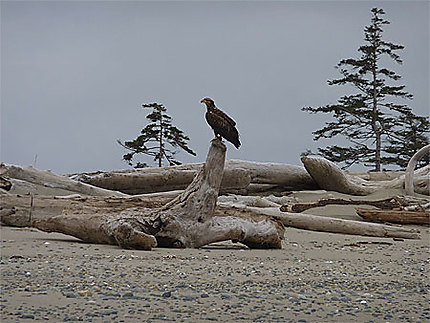 Bald eagle (Pygargue à tête blanche) juvénile
