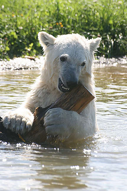 Bébé ours polaire