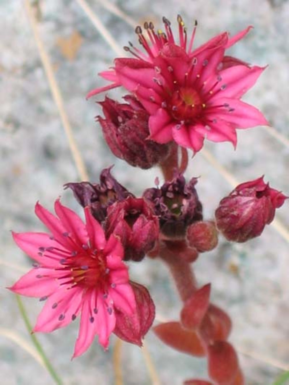 fleurs roses des montagnes