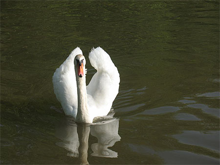 Cygne Cygne