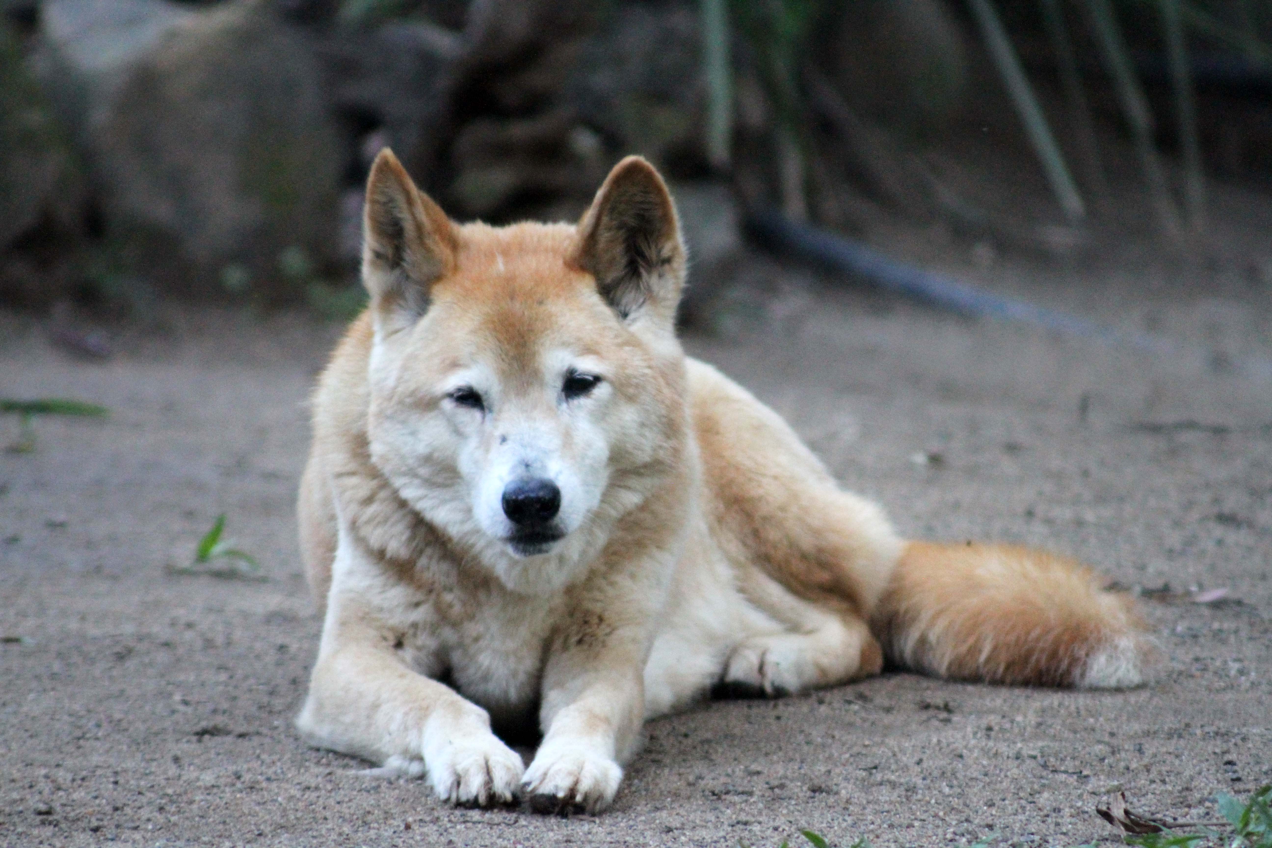 Dingo Dingo