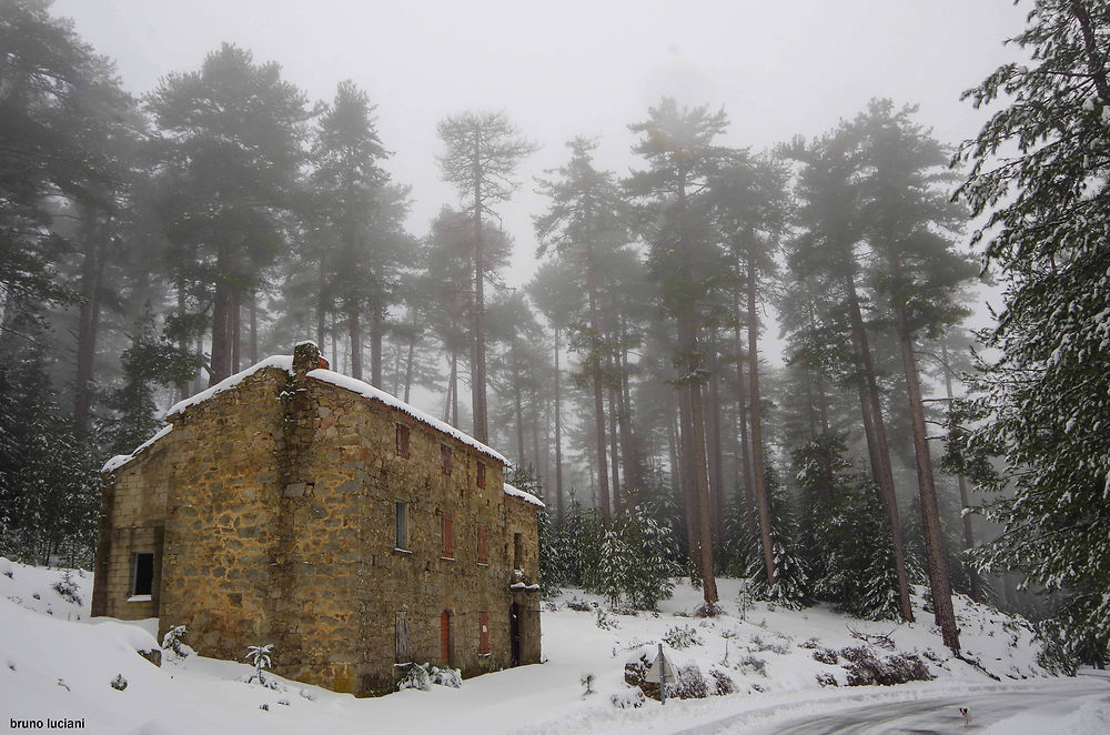 Maison forestière dans la forêt d'Aitone en Corse