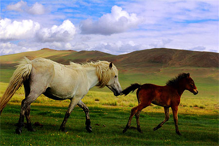 Chevaux sauvages à Tolbo Chevaux sauvages à Tolbo
