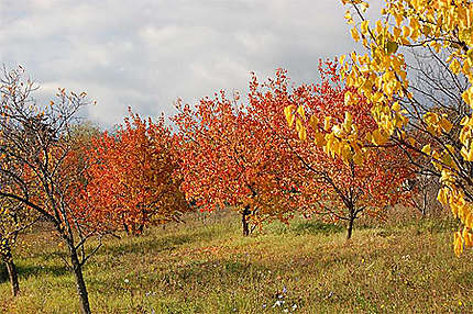 Couleurs automnales dans les Monts Pilis